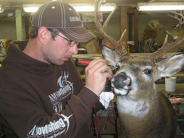 Image of man working on whitetail taxidermy mount
